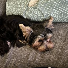 Frankie - Yorkshire Terrier