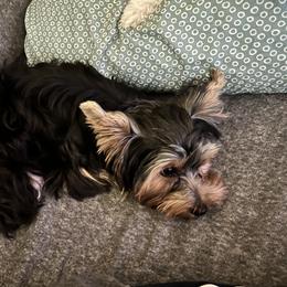 Frankie - Yorkshire Terrier