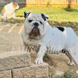 Moo-Ana - Black tri-color female Bulldog puppy in Ranson, West Virginia from EMR’s Bulldogs