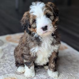 Blue - Tri-color male Bernedoodle puppy in Connecticut from Valley View Doodles