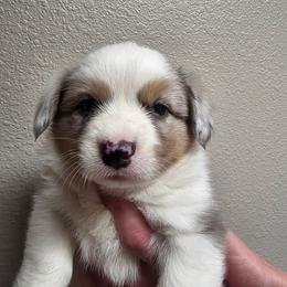 Candy cane - Blue merle and white female Cardigan Welsh Corgi puppy in Atascadero, California from California Corgis and Kunes