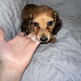 Dachshund Puppies from KCM Doxies