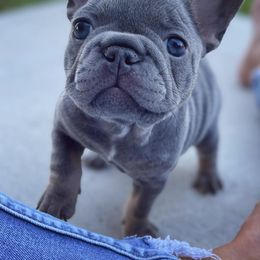 French Bulldog Puppies from MJ Frenchies