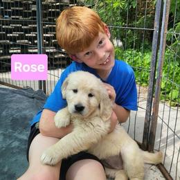 3rd pick of the Golden GirlsLitter - Light golden female Golden Retriever puppy in Fithian, Illinois from LOMAH Retrievers
