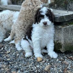 Aussiedoodle and Australian Mountain Doodle Puppies from Farmstead Doodles