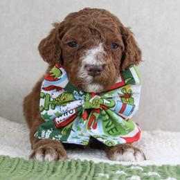 Max - Red  male Goldendoodle puppy in Warsaw, Ohio from Lovabledoodles
