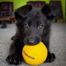 Red Collar - Black male German Shepherd puppy in Wood Lake, Minnesota from Querencia German Shepherds and Corgis