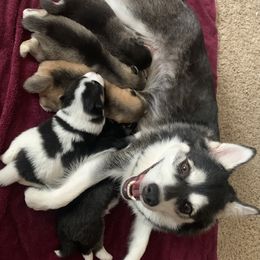 Pomsky Puppies from My Half Pint Pups