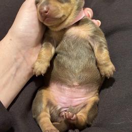 Java - Chocolate and tan female Dachshund puppy in Moon Township, Pennsylvania from Serendipity Dachshunds