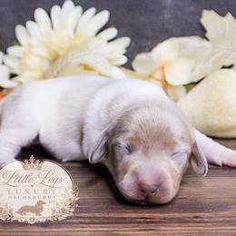 CKC Bramley - Dapple male Dachshund puppy in Christiansburg, Virginia from Little Legs Luxury Dachshunds LLC