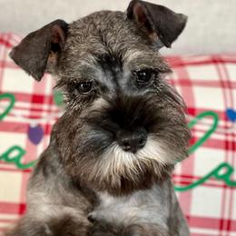 Giant Schnauzer and Miniature Schnauzer Puppies from My Angel Schnauzers