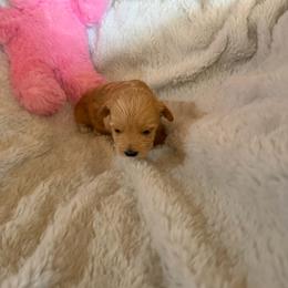 Joy - Cream female Havapoo puppy in Tennessee Colony, Texas from Poodle an Doodles 3:16