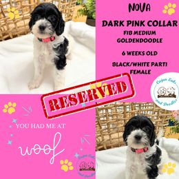 Nova - Parti Goldendoodle puppy in Raceland, Louisiana from Cajun Doodles