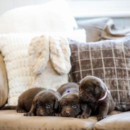 Labrador Retriever puppies from Virginia Labradors