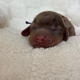 Jinx - Dapple female Dachshund puppy in Murrieta, California from Dash of Love