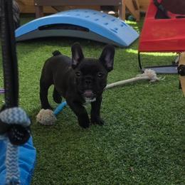 Betty Boop - Brindle female French Bulldog puppy in Polk City, Florida from Best Friend Frenchies, LLC