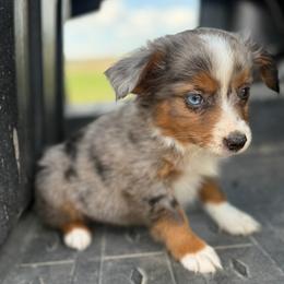 Maci - Blue merle female Toy Australian Shepherd puppy in Ambrose, Georgia from Brandilyn's Aussies