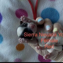 Red - Parti female Yorkshire Terrier puppy in South Lake Tahoe, California from Sierra Nevada Yorkies
