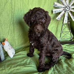 9. IRIS - PURPLE COLLAR GIRL - Chocolate female Goldendoodle puppy in Charlo, Montana from Heavenly Hilltop Farm