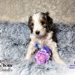 Bernedoodle Puppies from A Star is Born Doodles