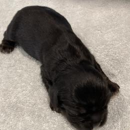 Boy 3 - Black and tan male Cocker Spaniel puppy in Rising Sun, Maryland from Palmtree Cockers
