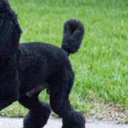 Poodles from CiscoStandardPoodles