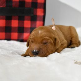 Pink F - Golden Retriever puppy in Hall, Montana from Goosetown Goldens