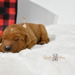 Pink F - Golden Retriever puppy in Hall, Montana from Goosetown Goldens
