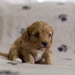 Lovie - Red female Cavapoo puppy in Springtown, Texas from North Texas Puppies