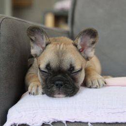 Allie - Fawn and white female French Bulldog puppy in Piedmont, Oklahoma from 5A Frenchies