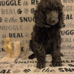 Poodle Puppies from Cosmic Caliber Standard Poodles