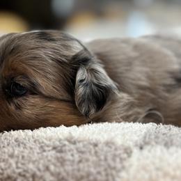 Miniature Australian Shepherds from Bluebonnet Mini Aussies
