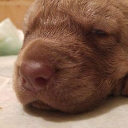 Chesapeake Bay Retriever and Great Dane Puppies from Desert Oasis Kennels