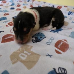 Red - Black white and tan male Collie puppy in Wykoff, Minnesota from Country Collies