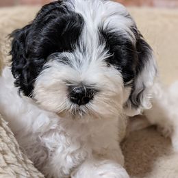 Australian Labradoodle Puppies from Llewellyn's Grove Labradoodles