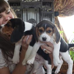 Peace - Black white and tan female Beagle puppy in Susanville, California from Homegrown Beagles