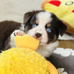 Roomie - Red tri female Miniature Australian Shepherd puppy in Luling, Texas from Little Wood Toy and Mini Aussies