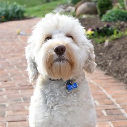 Jameson - Australian Labradoodle