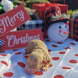 Snookums - Red male Cavapoo puppy in Dallas, Texas from Halo's Heroes Doodles