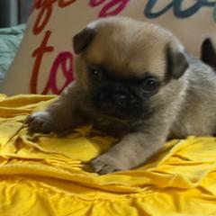 Gilbert - Fawn male Pug puppy in Saint Pauls, North Carolina from Copperfield’s Goldens