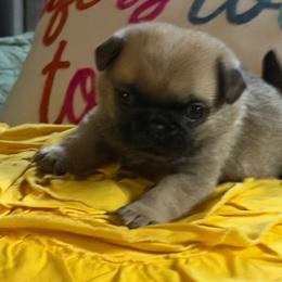 Gilbert - Fawn male Pug puppy in Saint Pauls, North Carolina from Copperfield’s Goldens