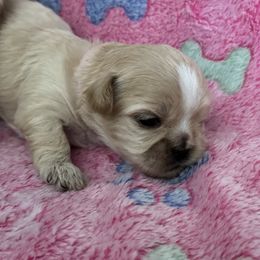 Maltese, Pomeranian, Shih Tzu, and Yorkshire Terrier Puppies from Gibbs Gorgeous Paws LLC