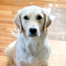 Addie - Golden Retriever