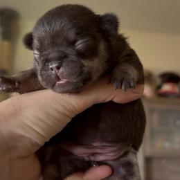 Cocoa and Tan Girl - Liver female French Bulldog puppy in Gulf Breeze, Florida from SW Frenchies