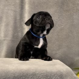 Boy 3 - French Bulldog puppy in Florida from Peaceful Prayers French Bulldogs