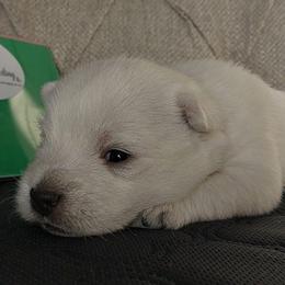 Green Boy - White male West Highland White Terrier puppy in Macy, Indiana from Country Grove Breeding LLC
