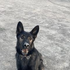 Brick - German Shepherd