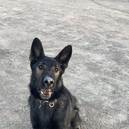 Brick - German Shepherd