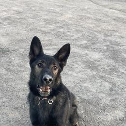 Brick - German Shepherd
