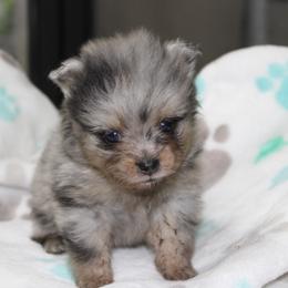 AKC Ivy - Blue merle female Pomeranian puppy in Albany, Indiana from Hatz Off Puppies